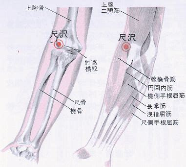 尺澤穴功用|醫砭 » 經穴庫 » 尺澤